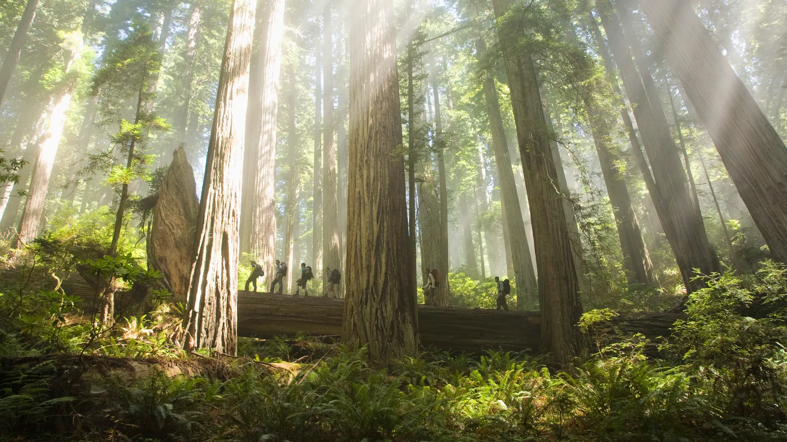 Sequoia-National-Park-California